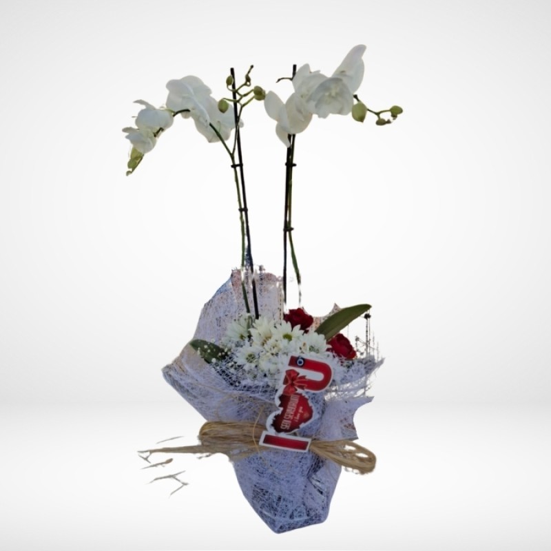 İthal Beyaz İkili Orkide