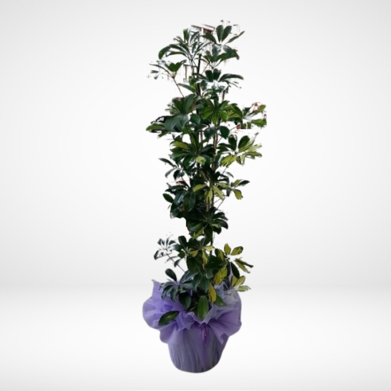 Uzun Ömürlü 2li Şeflera 