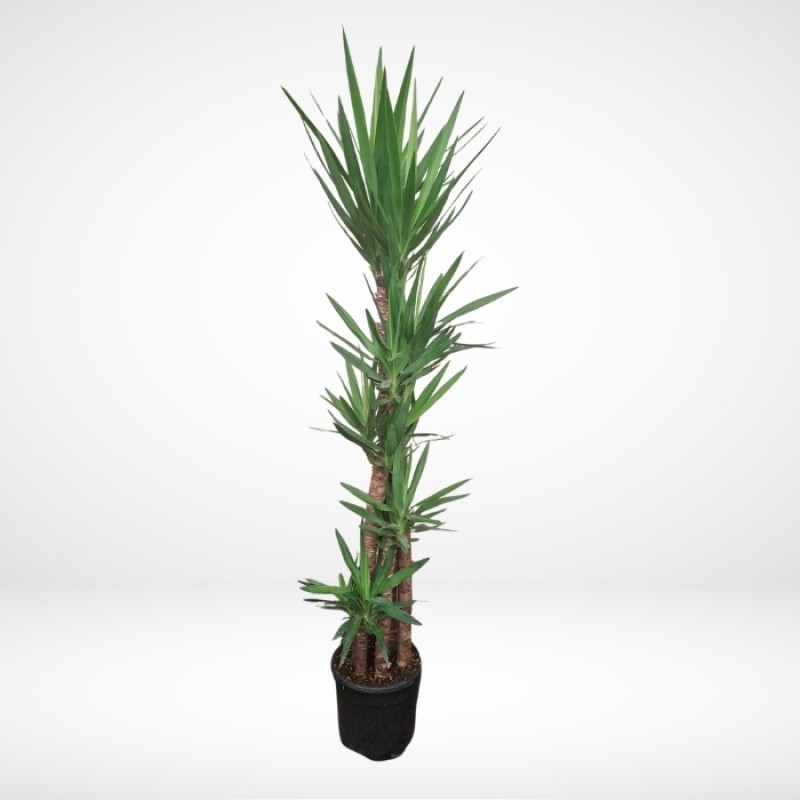 2 Metre 5li Yuka Ağacı