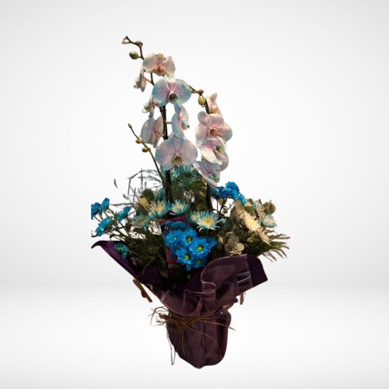 Arajman ile süslenmiş Hırçıllı Mavi Orkide